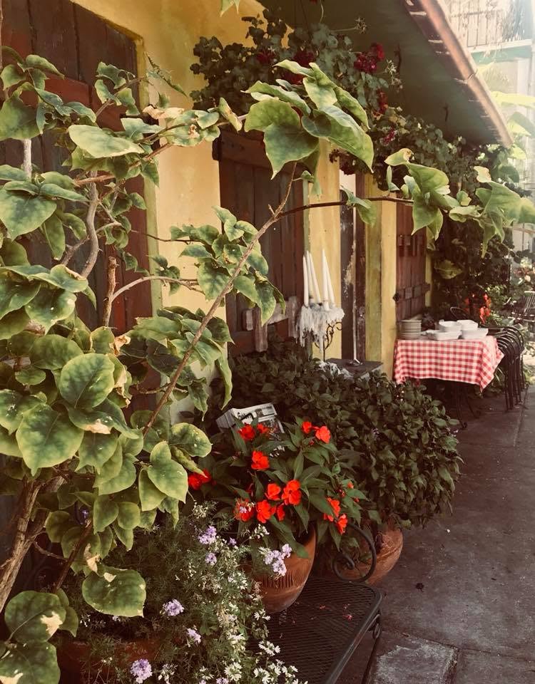 Geraniums and vines against a yellow stucco wall and green shutter