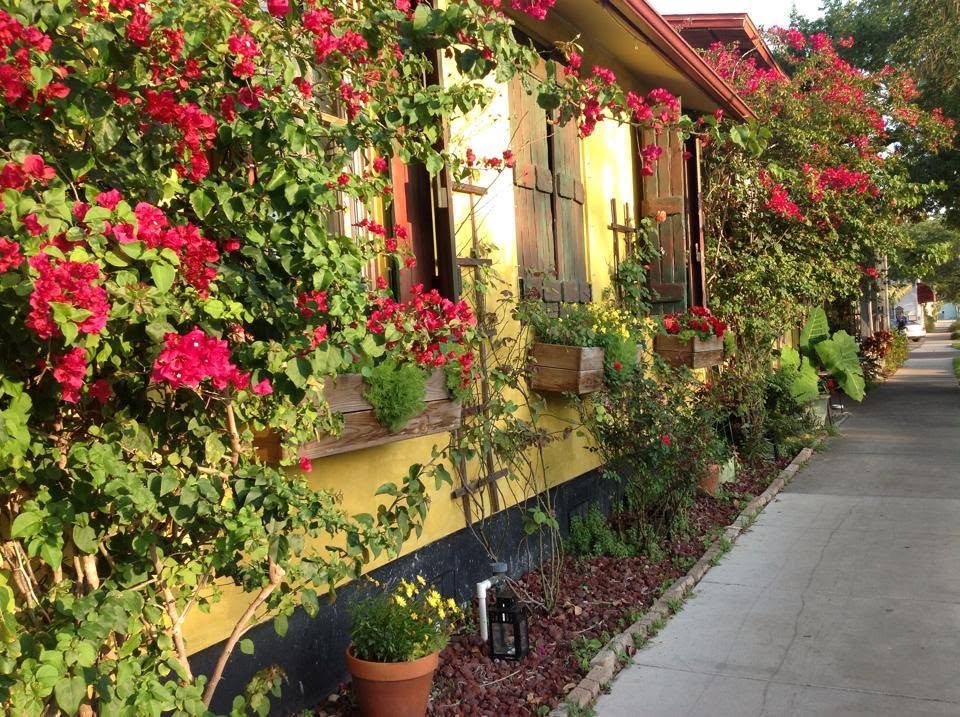 Bougainvillea climbing the yellow stucco wall along the Beach Blvd S sidewalk